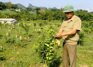 Mô hình cải tạo vườn tạp trồng cây có múi của Chủ tịch Hội CCB xã Xuân Phong (Cao Phong) Bùi Văn Tiển ở xóm Rú 3, cho thu nhập hơn 100 triệu đồng/năm.